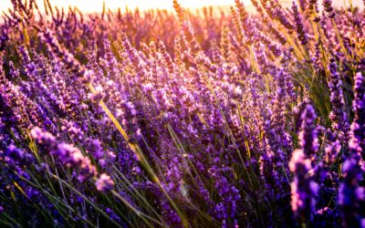 Indispensable : l’huile essentielle de lavande