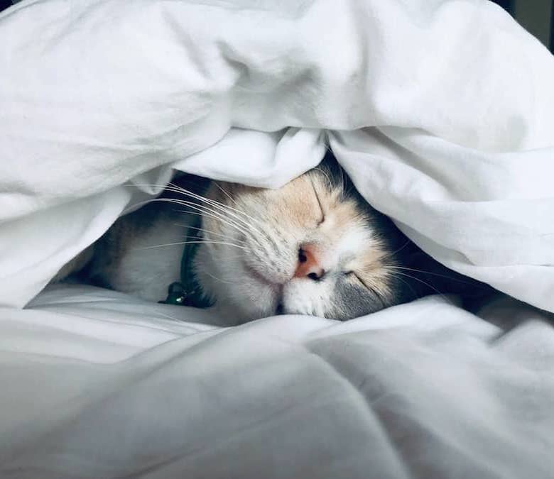 chat qui dort Mieux dormir
